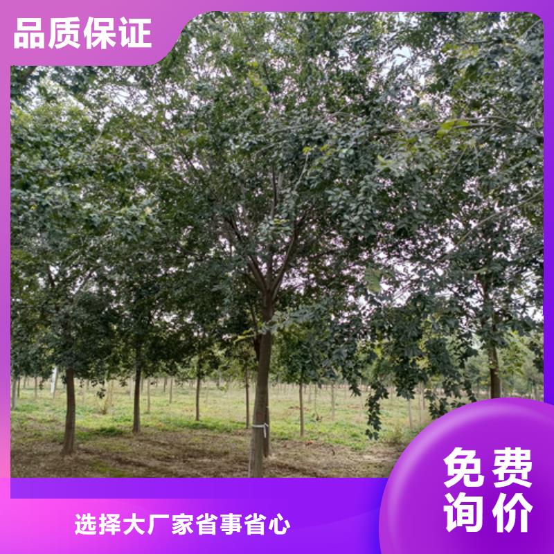 法桐垂丝海棠多年厂家可靠