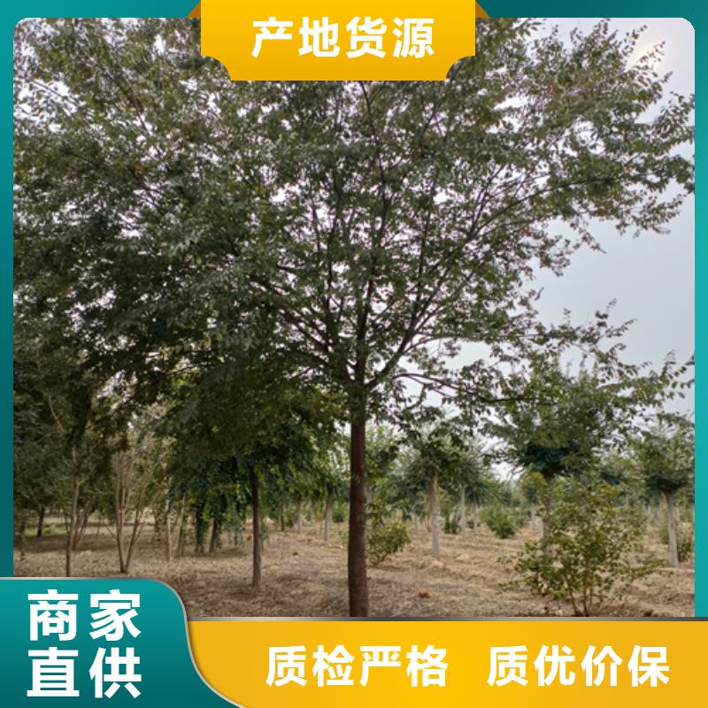 法桐垂丝海棠多年厂家可靠