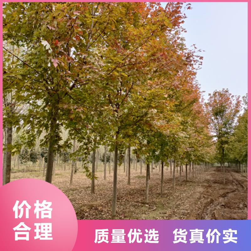 造型法桐量大从优绿化苗木
