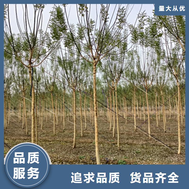法桐-白蜡工厂直营