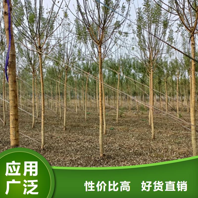 法桐美国红枫质检合格发货