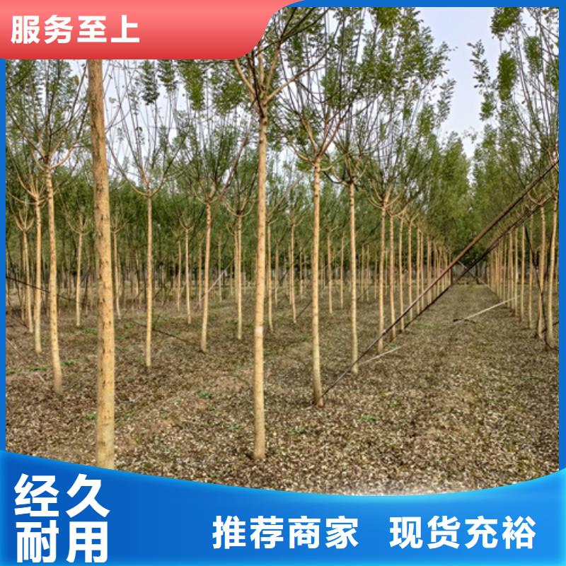 法桐自有生产工厂