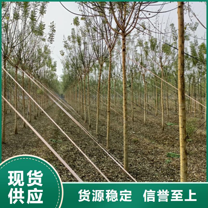 法桐-白蜡工厂直营