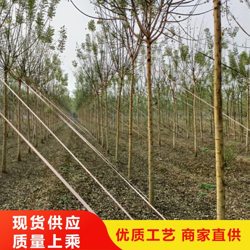 法桐西府海棠库存量大