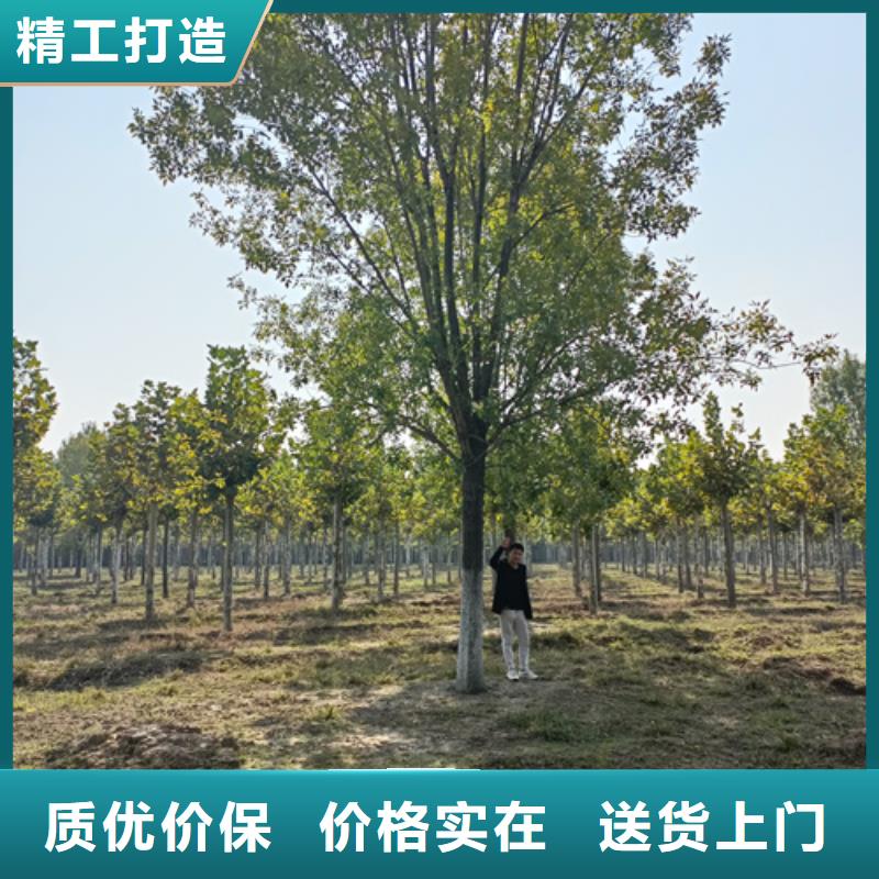 法桐工艺成熟