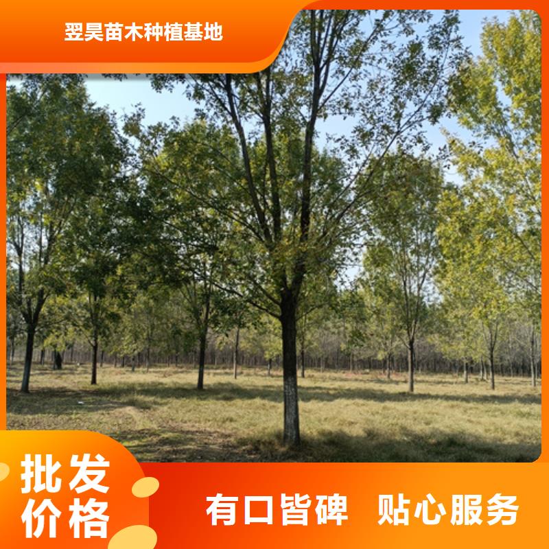 速生法桐、速生法桐厂家