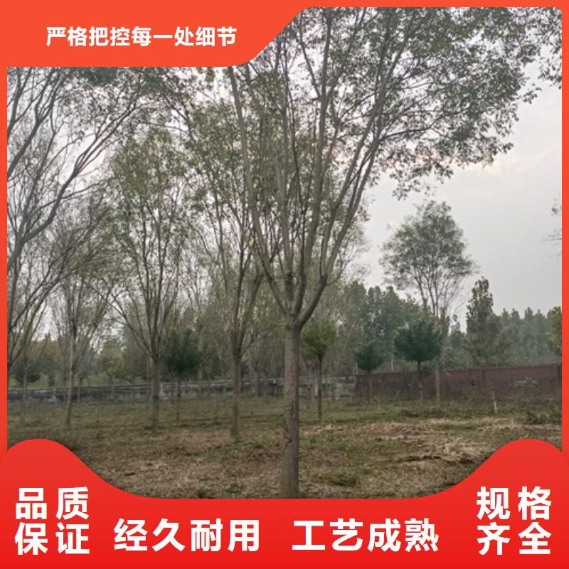 造型法桐放心选择绿化乔木