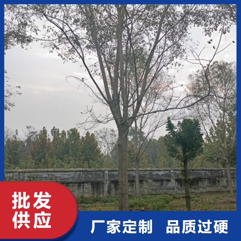 可定制的法桐供货商