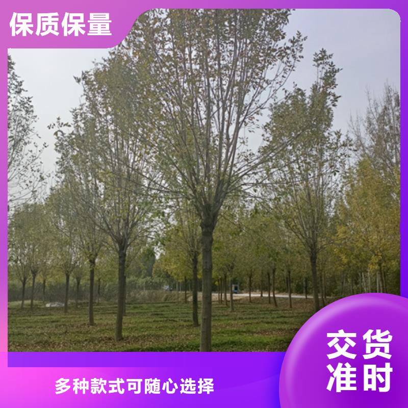 造型法桐量大从优绿化苗木