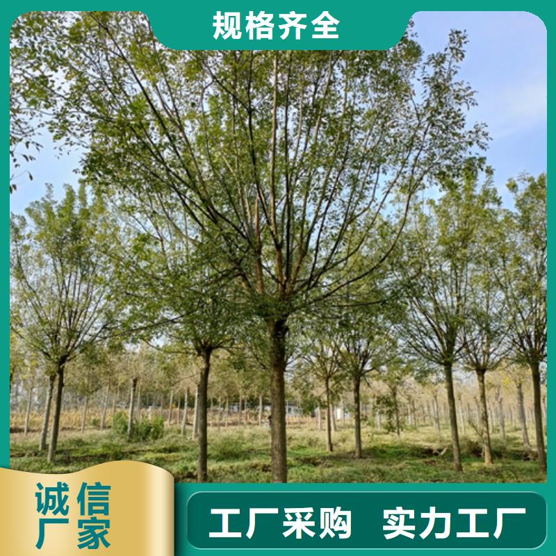 法桐美国红枫客户好评