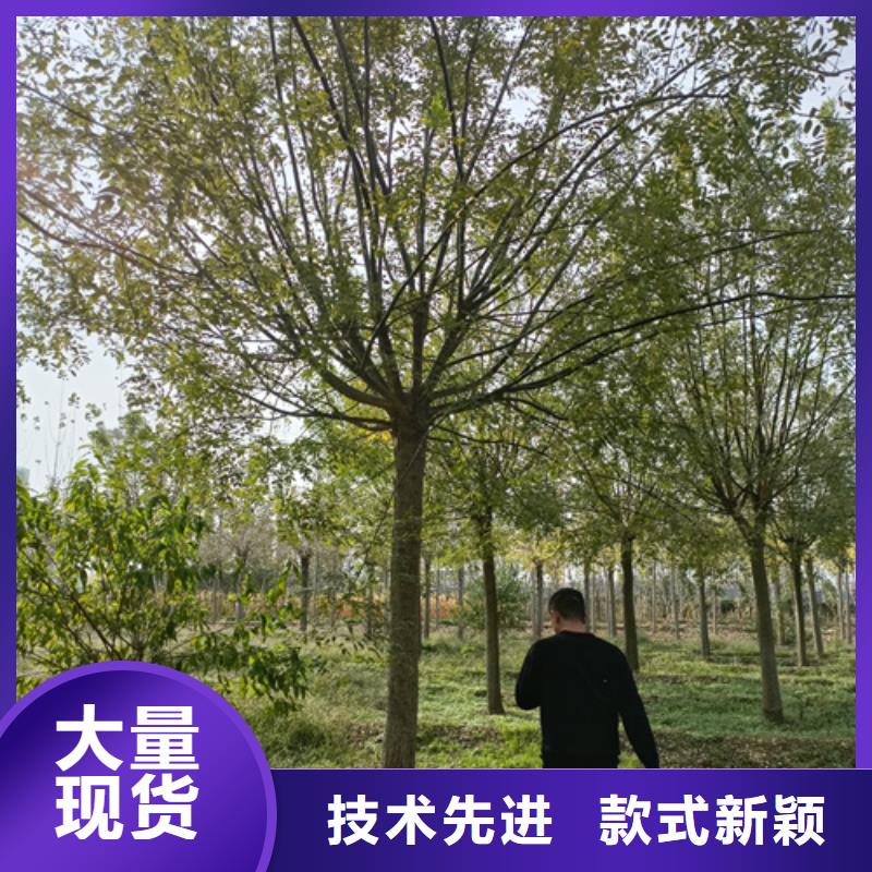 法桐-五角枫一站式厂家