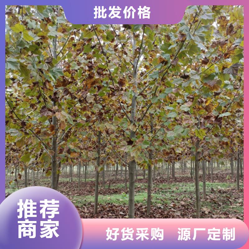 法桐美国红枫细节之处更加用心