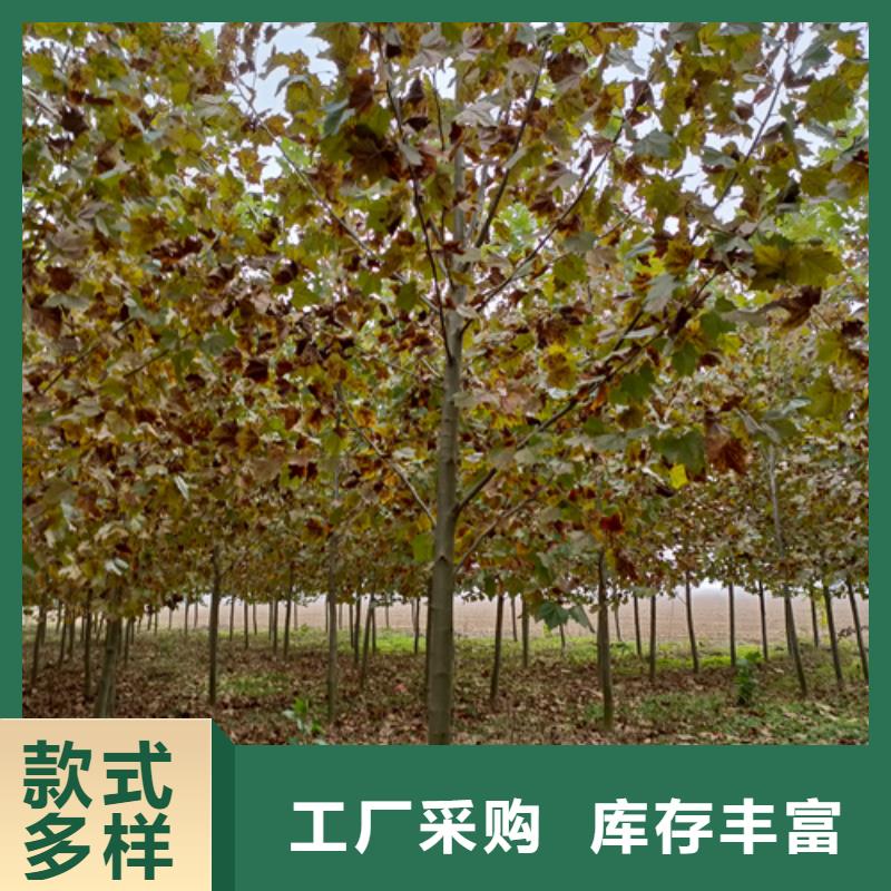 发货速度快的法桐供货商