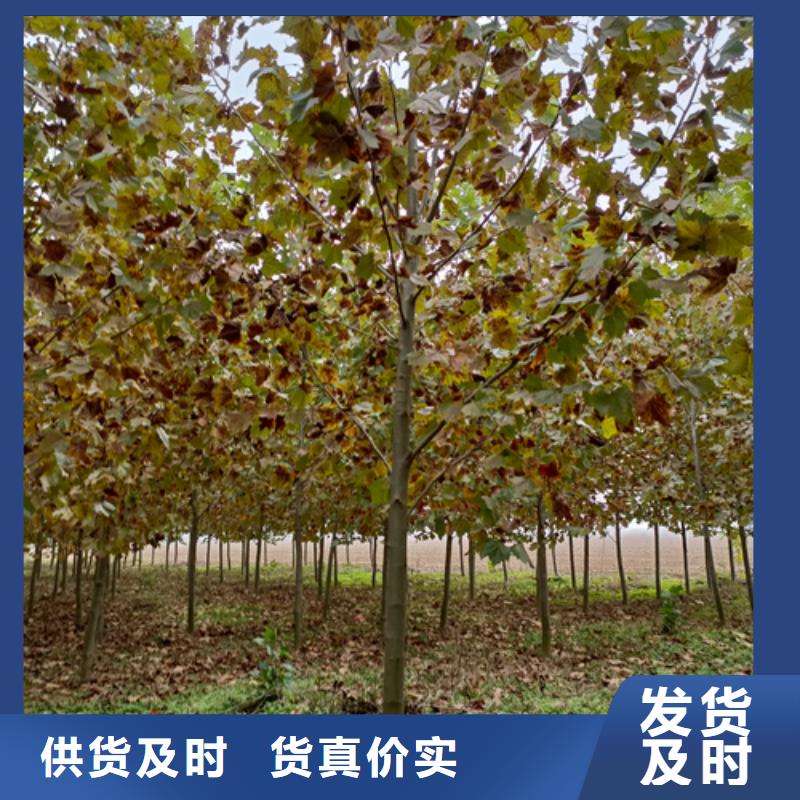 法桐西府海棠库存量大