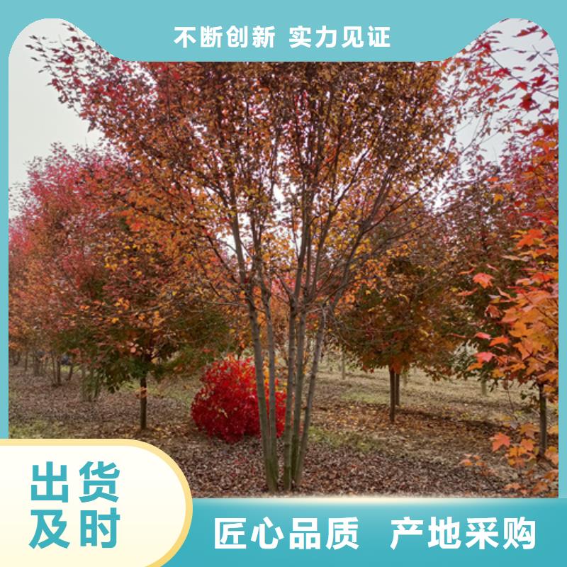 黄金槐视频-黄金槐|内蒙古阿拉善市|乌海|赤峰|乌兰察布|呼伦贝尔|鄂尔多斯