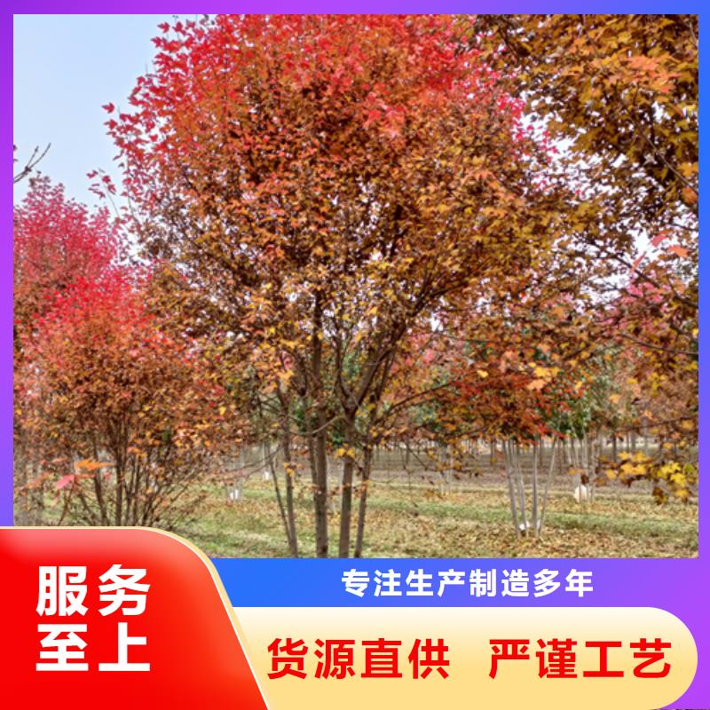 法桐美国红枫客户好评