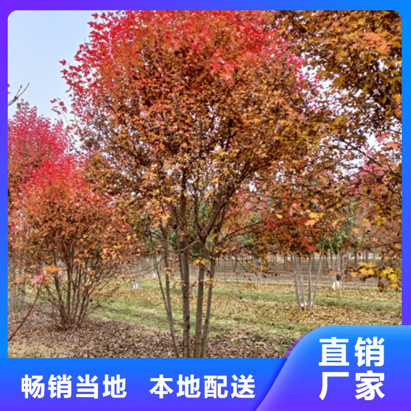 法桐生产基地