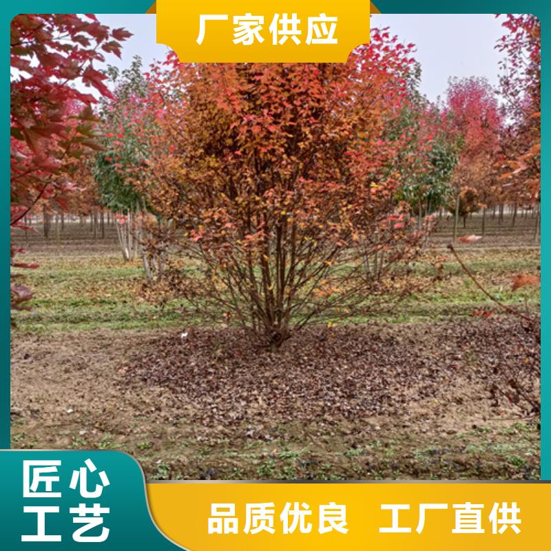 法桐西府海棠库存量大