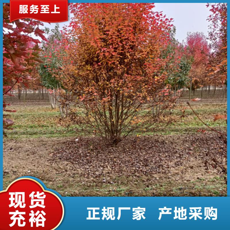 法桐金叶复叶槭批发货源