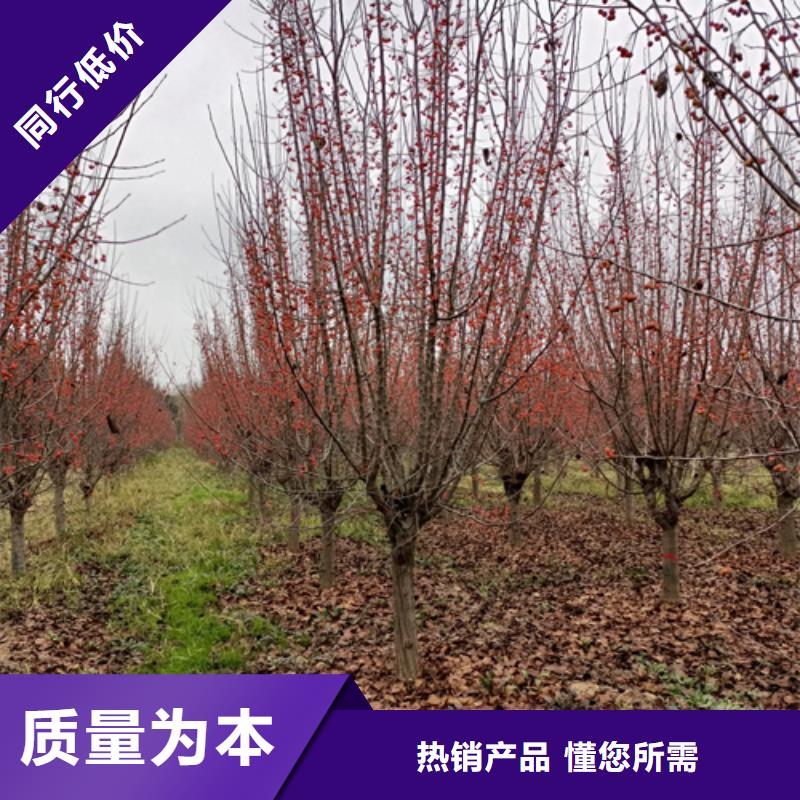 法桐企业-质量过硬