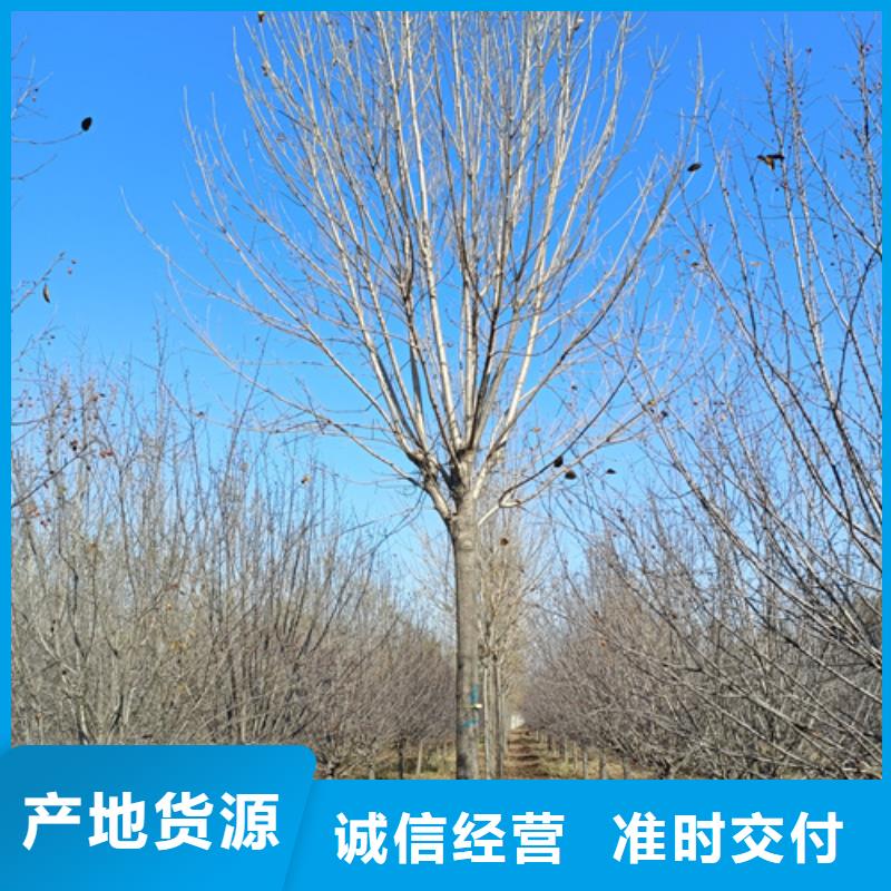 法桐_美国红枫拒绝伪劣产品
