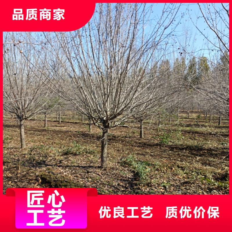 法桐小苗可在线咨询价格