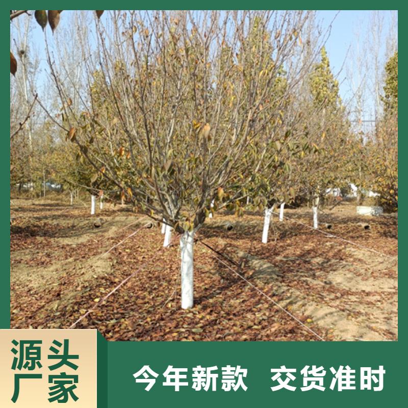 法桐黄金槐按需定制真材实料