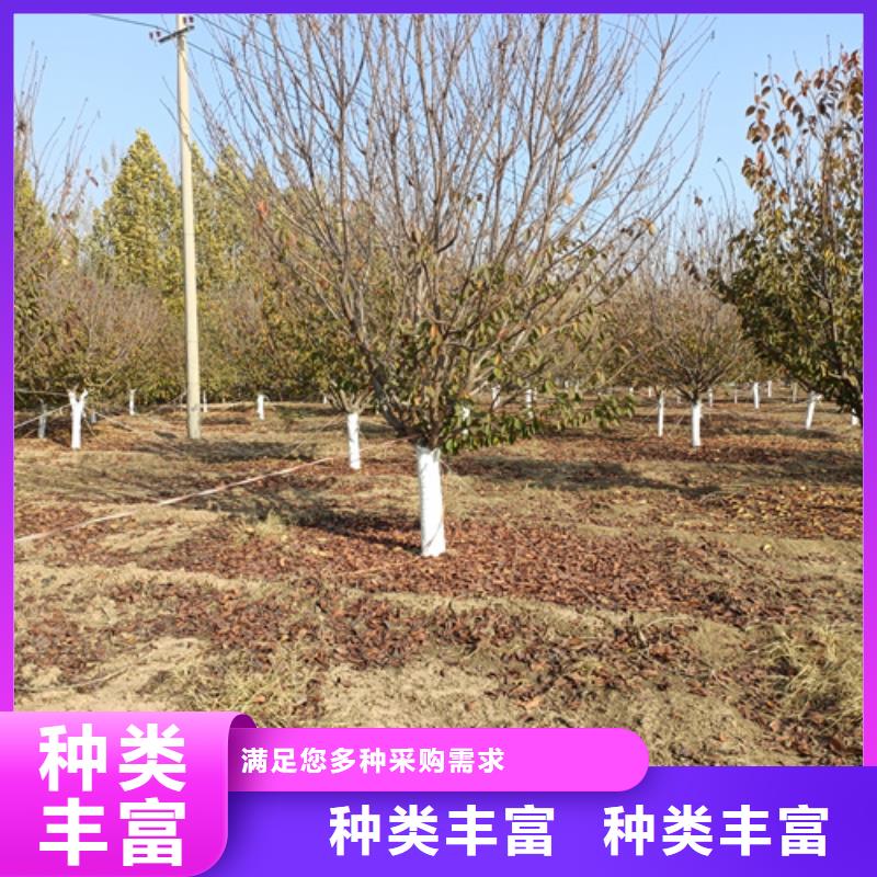 法桐_美国红枫拒绝伪劣产品
