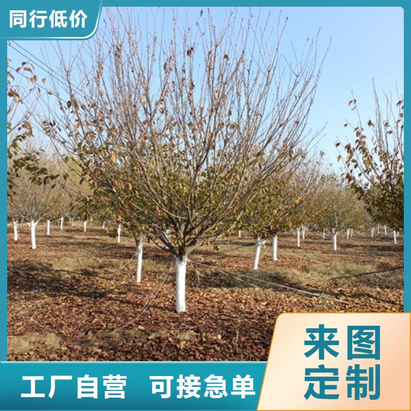 法桐金叶复叶槭批发货源
