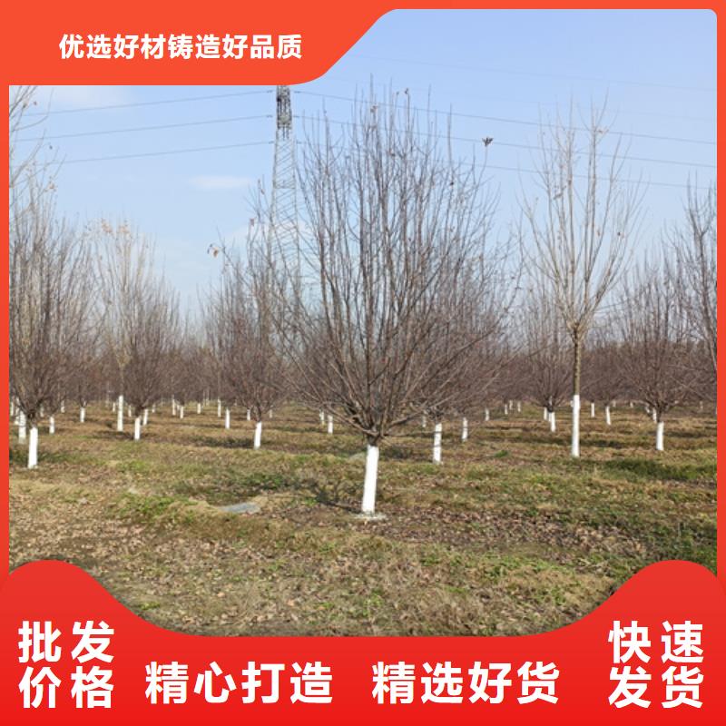 法桐西府海棠库存量大