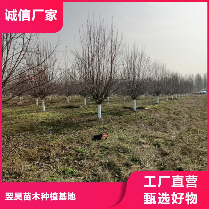 法桐白蜡保障