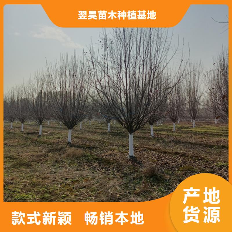 造型法桐放心选择绿化乔木