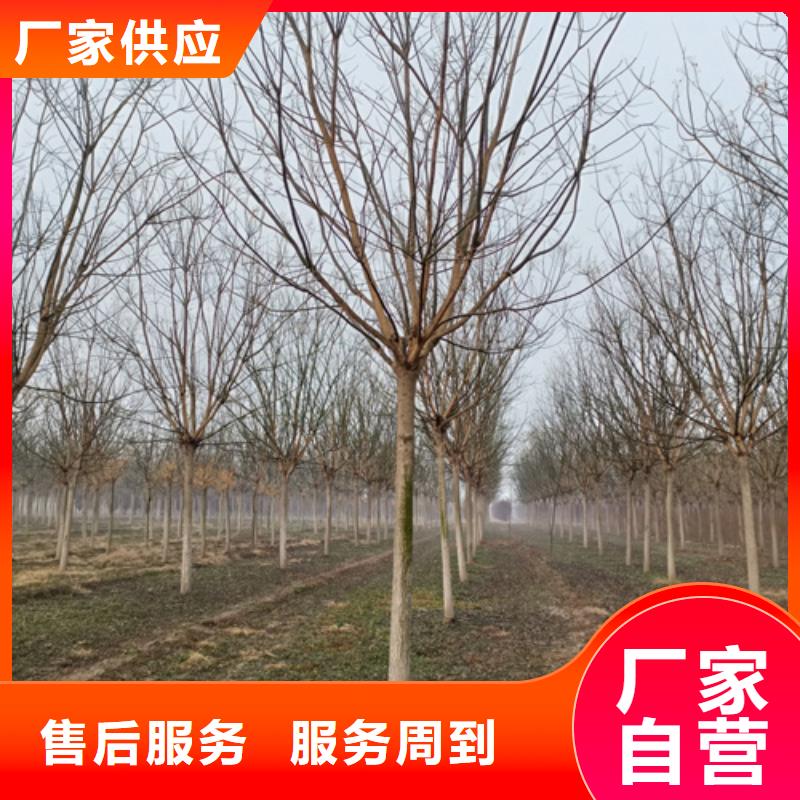 黄金槐视频-广东省江门市翌昊黄金槐可服务区域鹤山|蓬江|河源|湛江|佛山|潮州|梅州等