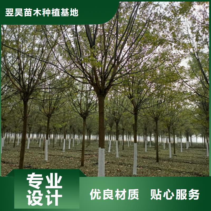 法桐生产基地