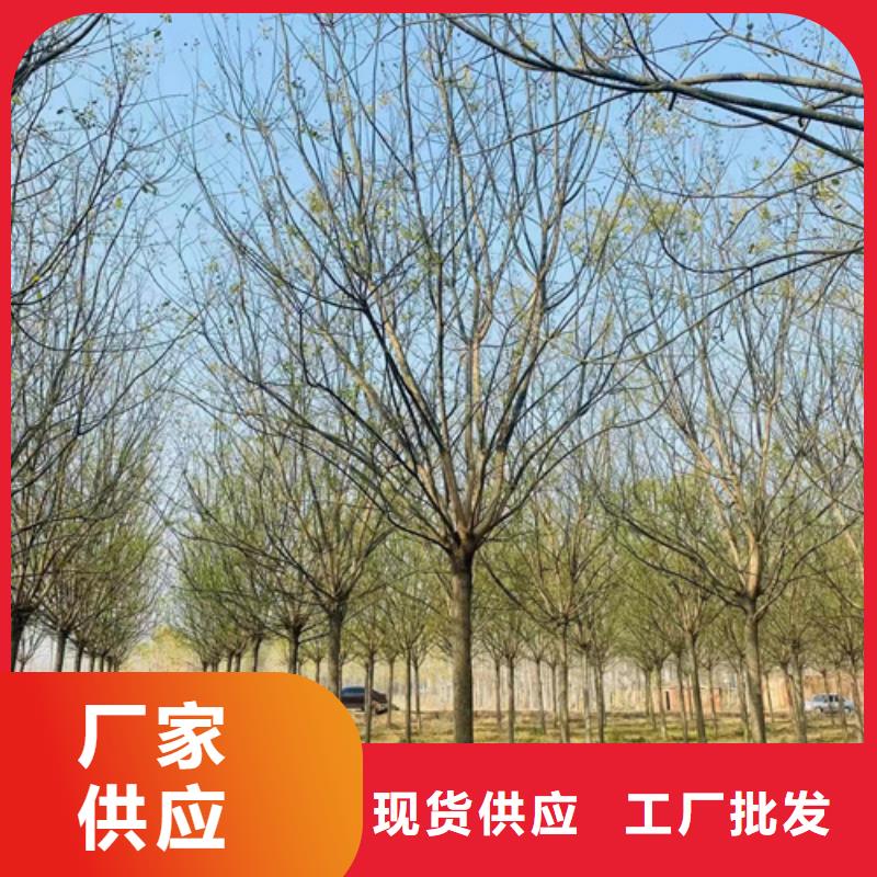 法桐垂丝海棠品质优选