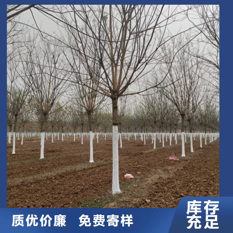 法桐-五角枫一站式厂家
