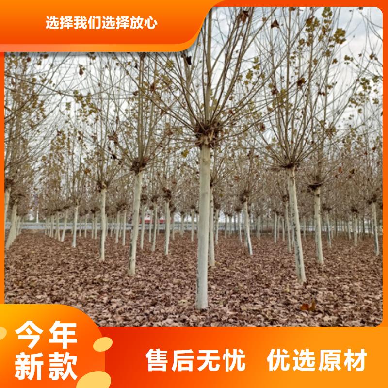 法桐金叶复叶槭现货齐全售后无忧
