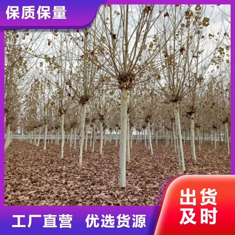 法桐白蜡优质原料