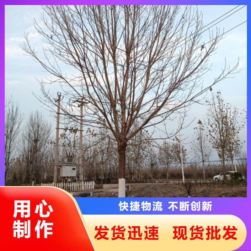 造型法桐放心选择绿化乔木