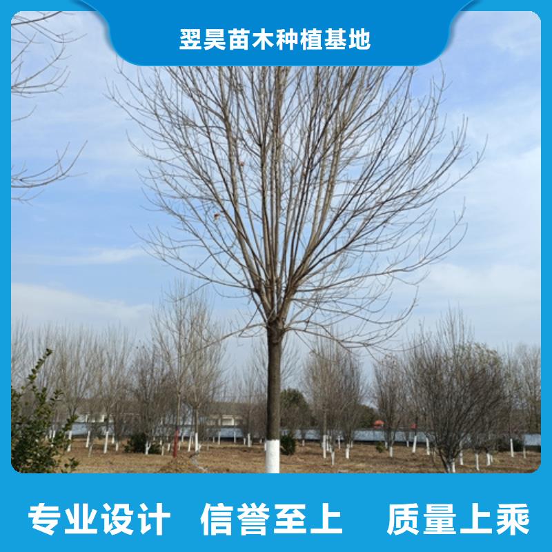法桐五角枫专业生产品质保证