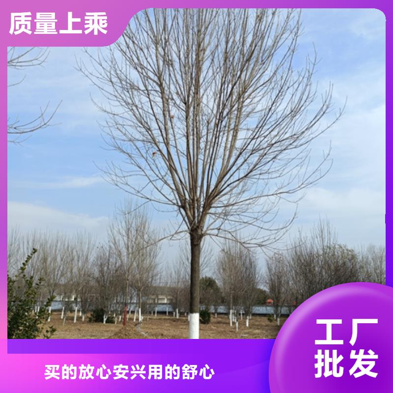 法桐-五角枫一站式厂家
