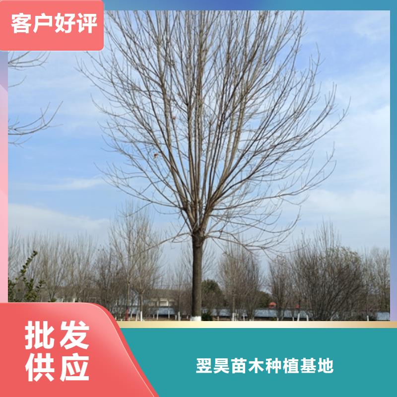 发货及时的法桐供货商