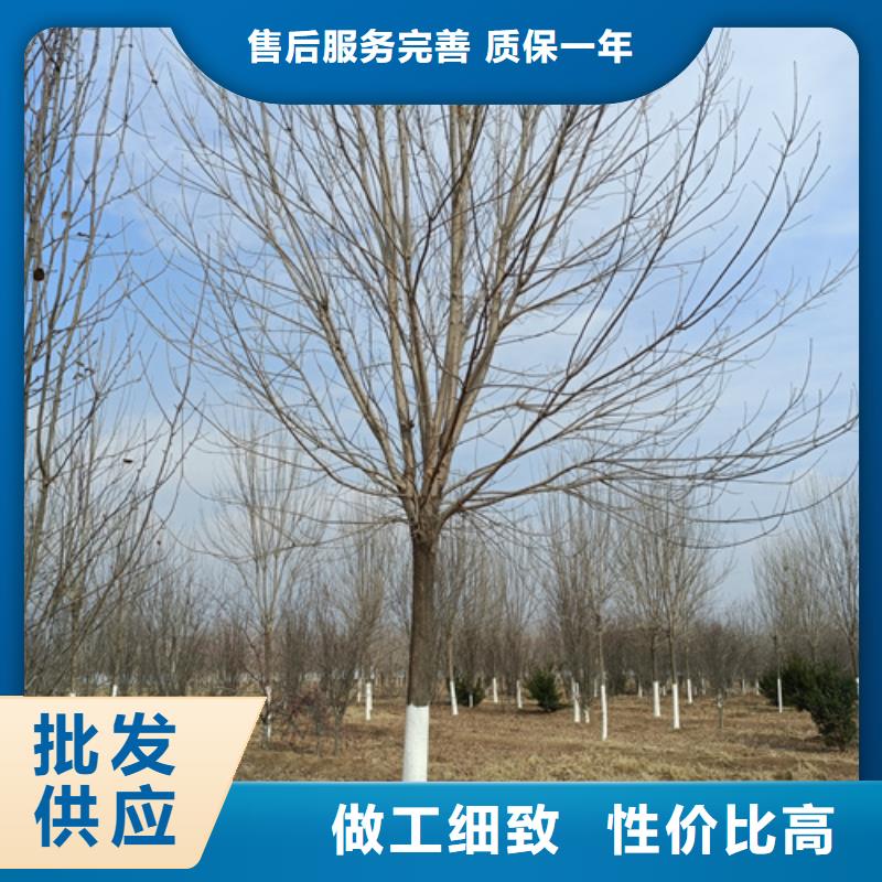 造型法桐为您服务绿化苗木