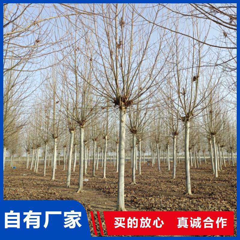 法桐-白蜡工厂直营