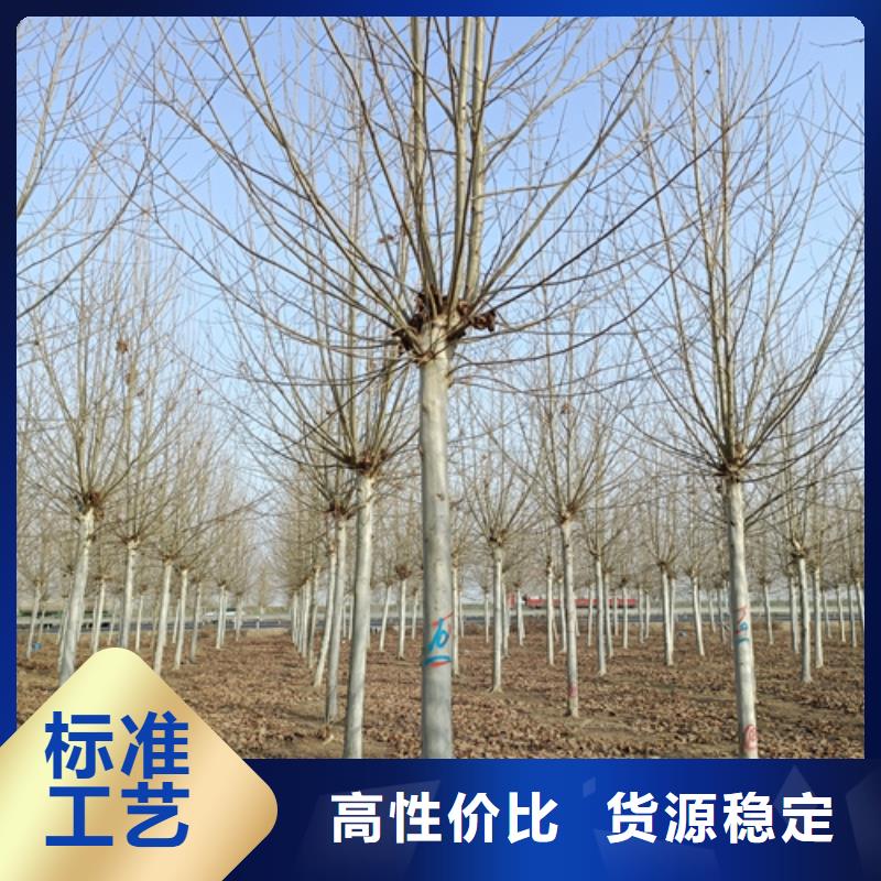 黄金槐视频-广东省江门市翌昊黄金槐可服务区域鹤山|蓬江|河源|湛江|佛山|潮州|梅州等