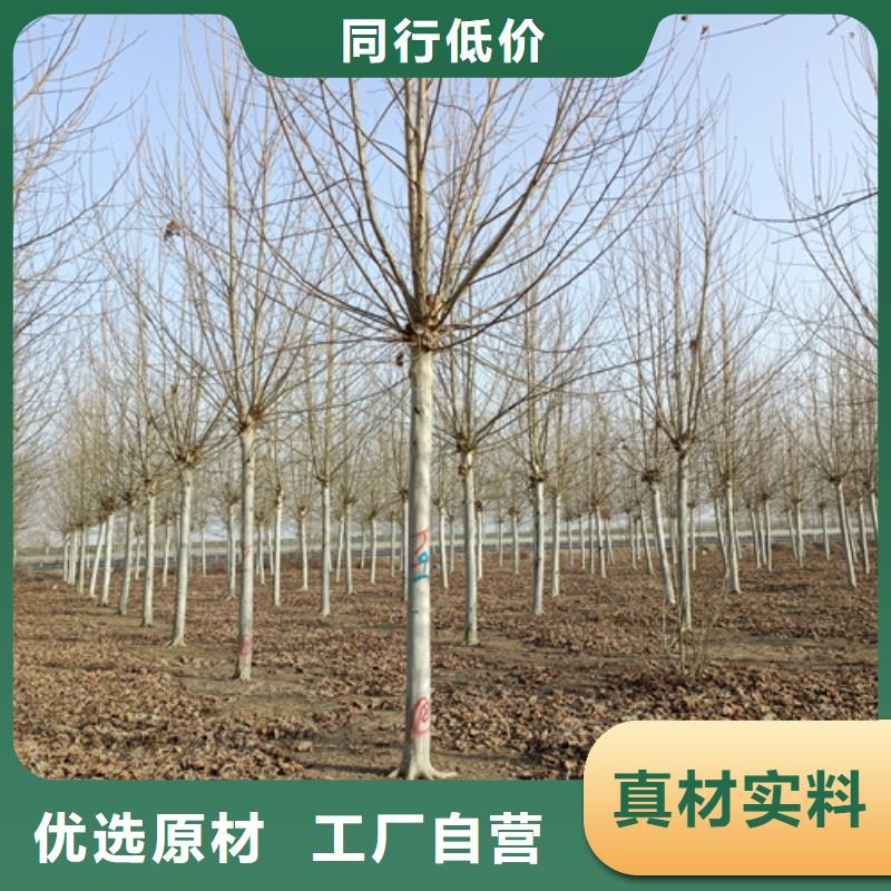 法桐金叶槐丰富的行业经验