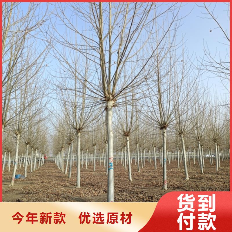 法桐美国红枫质检合格发货
