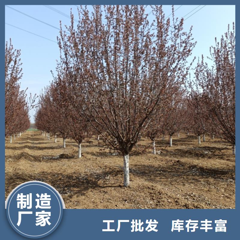 法桐截杆发帽支持定制