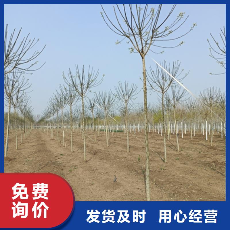 #造型法桐#欢迎来电咨询