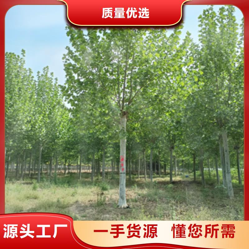 可定制的法桐供货商